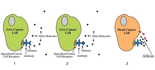Alliin and Alliinase mechanizm: When Alliin encounters the Alliinase, the resulting reaction turns the normally inert alliin molecules into lethal allicin molecules, which penetrate and kill the tumor cells. Due to the precise delivery system, neighboring, healthy cells remain intact.